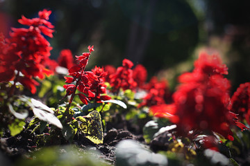 A red flowers among other red flowers in the park