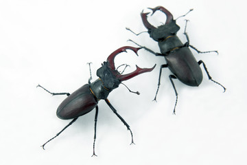 two male beetles deer on white background