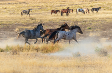 Wild Horses Running in the Utah Desert