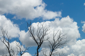 Clouds in the branches of trees. Silhouettes of dry branches against a blue cloudy sky for creative abstract nature background image