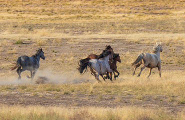 Fototapeta na wymiar Wild Horses Running in the Utah Desert