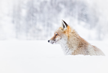 Red fox 