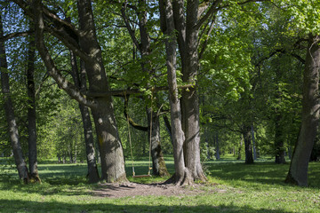 Fototapeta na wymiar in the park old trees and in the shade of the trees swing on them