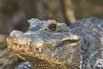 Aligator