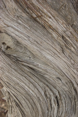 Juniper tree bark texture close up view