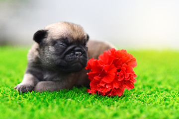 Cute baby Pug sleeping on grass with flower, close up