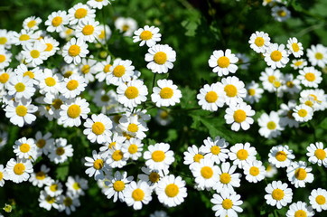 Viele Mutterkrautblüten