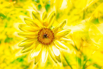 Yellow flower on blurred background