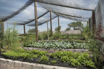 Net Shade greenhouse. Panoramic view of a working greenhouse in Mexico