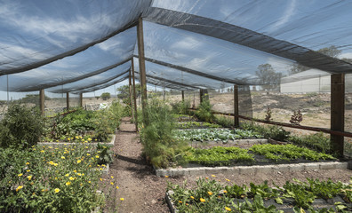 Net Shade greenhouse. Panoramic view of a working greenhouse in Mexico
