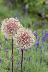 Zierlauch oder Kugellauch (Allium) mit Lavendel