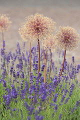 Zierlauch oder Kugellauch (Allium) mit Lavendel