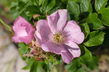 wild rose in the summer