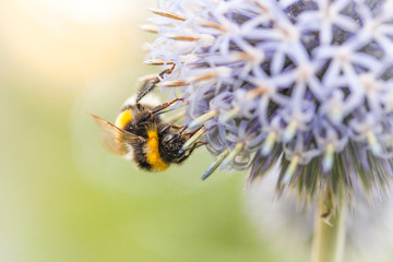 Hummel auf Kugeldistel, Makro mit weichem Licht