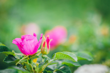 pink flower wild rose on the green blur background