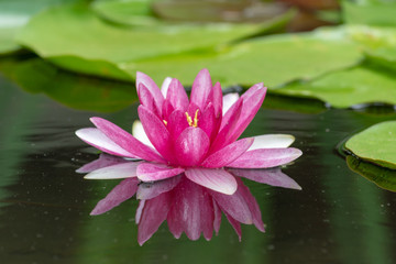 Pinke Seerose im Teich mit Spiegelung © Tobias