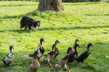 border collie dog outdoors in Belgium