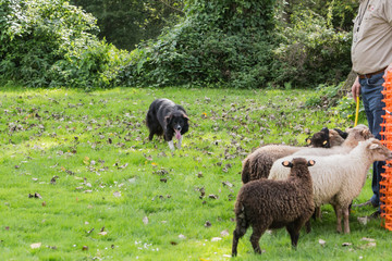 border collie dog outdoors in Belgium