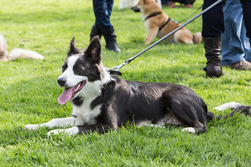 border collie dog outdoors in Belgium