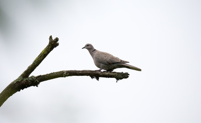 Streptopelia decaocto wild bird in a branch.