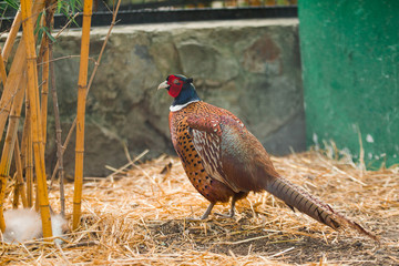 pheasant