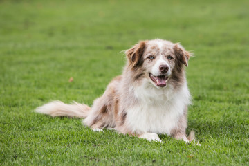 border collie dog outdoors in Belgium