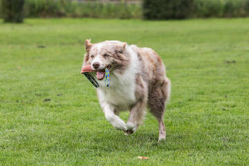 border collie dog outdoors in Belgium