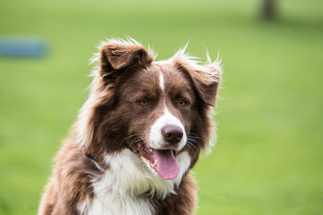 border collie dog outdoors in Belgium