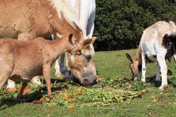 Fototapeta premium Herds of old domestic animals horeses and goats on asylum farm in Poland.