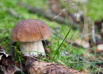 Steinpilz