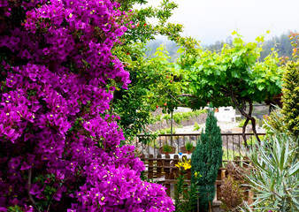 Blooming bougainvillea plant with beautiful magenta flowers in the garden of Tenerife, Canary Islands, Spain.Bougainwille is a genus of thorny ornamental bushes.Selective focus.