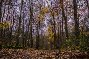 Obraz premium Keukenhof forrests in the autumn