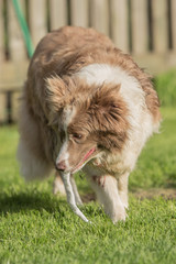 border collie dog outdoors in Belgium