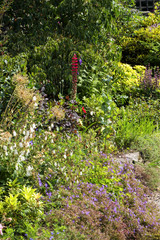 A single lupin flower in an English summer garden