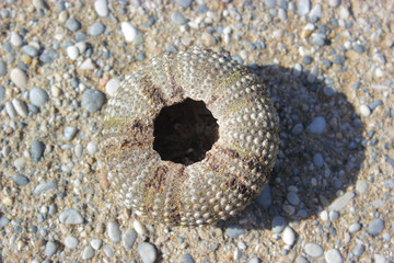 Sea-urchin shell back view