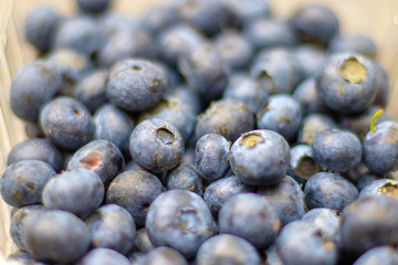 Nahaufnahme von reifen Blaubeeren im Sommer