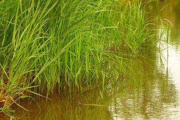 thickets of green grass and reeds on the lake