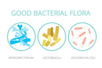 Obraz premium Good bacterial flora. Lactobacilli, bifidobacteria, Escherichia coli infographics