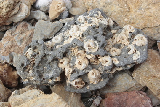 Worm shape sea shells on a stone