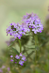 Obraz premium Echter Thymian (Thymus vulgaris), Blüten
