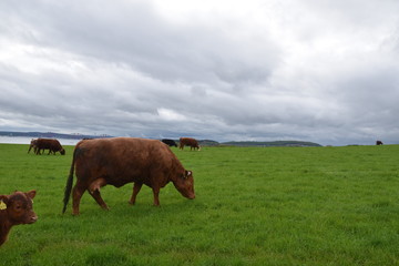 cows in the garden