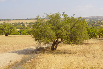 argan tree in Morocco