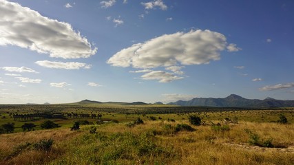 Fototapeta premium natural green landscape in kenya