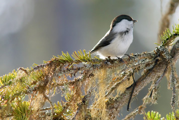 willow tit