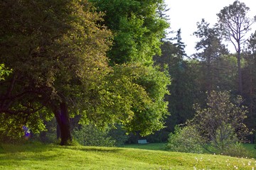 Beautiful spring landscape in the park