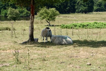 Naklejka premium British Sheep