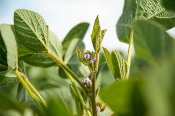 Soybean flowers on soy plant. Green growing flowering soybeans. Young soybean plants with tiny...
