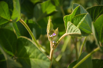 Soybean flowers on soy plant. Green growing flowering soybeans. Young soybean plants with tiny flowers on cultivated soybean field