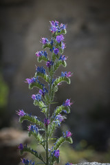 Echium vulgare