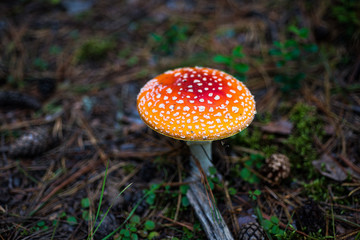 Amanita Muscaria. Red poisonous Fly Agaric mushroom in forest